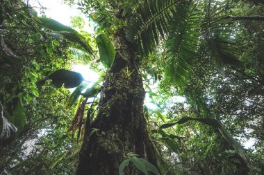 Sisli bir sabahta yeşil orman, Kosta Rika yeşil doğası.