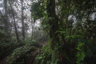 Tropik yağmur ormanları. Kosta Rika 'da orman yeşil ağacı