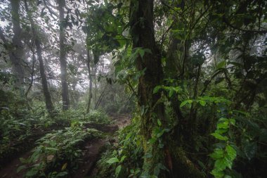 Sisli bir sabahta yeşil orman, Kosta Rika yeşil doğası.