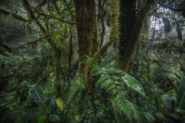 Orman ormanı ağaçları. doğa yeşil ahşap arka planlar