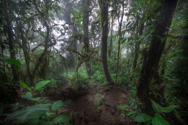 Orman ormanı ağaçları. doğa yeşil ahşap arka planlar