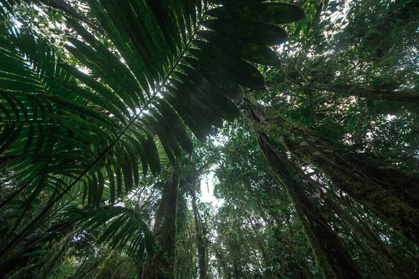 Tropical rain forest. Jungle old green tree in Costa Rica