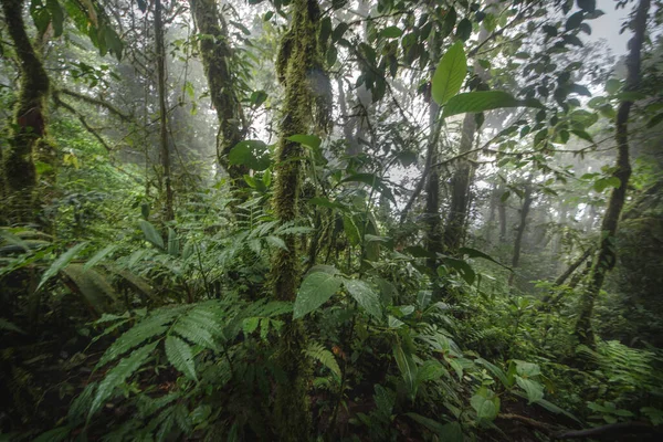 Zöld Dzsungel Erdő Egy Ködös Reggel Costa Rica Zöld Természet — Stock Fotó