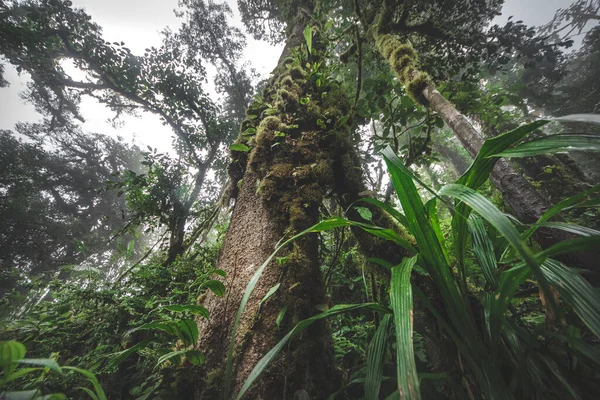 Olhando Para Tronco Uma Árvore Gigante Floresta Tropical Para Dossel — Fotografia de Stock