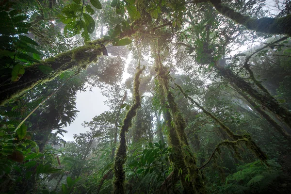 Olhando Para Tronco Uma Árvore Gigante Floresta Tropical Para Dossel — Fotografia de Stock