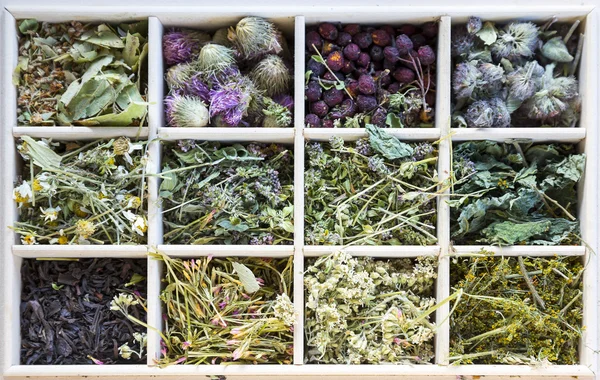 Different herbs in a wooden tea box — Stock Photo, Image