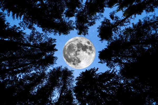 Super Moon Pinheiros silhueta — Fotografia de Stock