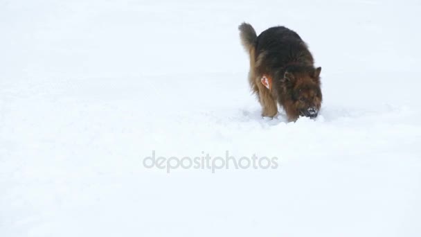 Red Cross rescue dog searching — Stock Video