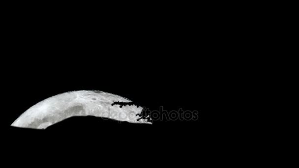 满月上升的枯树的剪影 — 图库视频影像