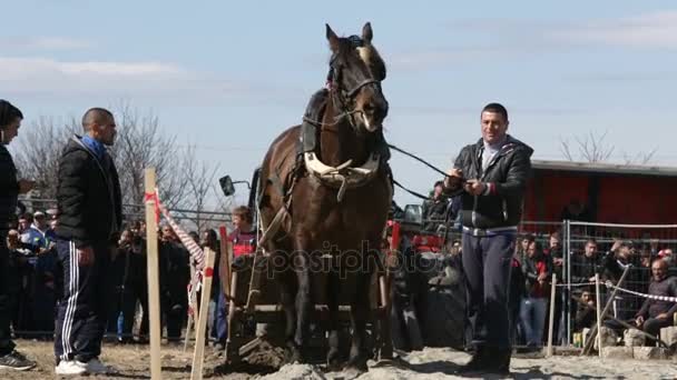 Horse tunga pull turnering — Stockvideo