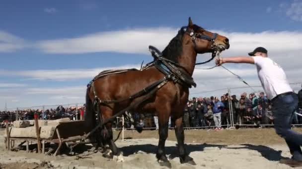 Torneio de puxar pesado cavalo — Vídeo de Stock