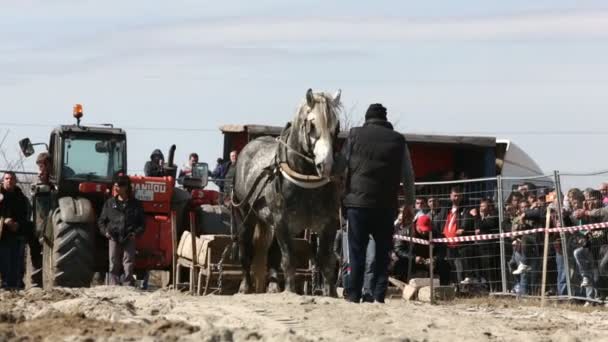 Torneo caballo tirón pesado — Vídeo de stock