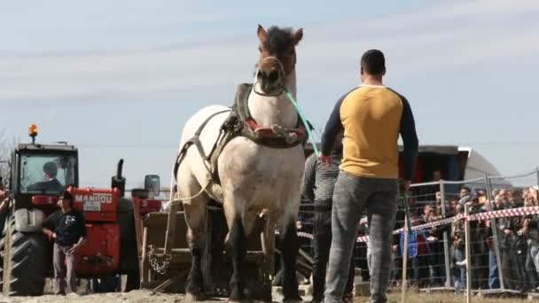 Horse heavy pull tournament — Stock Video