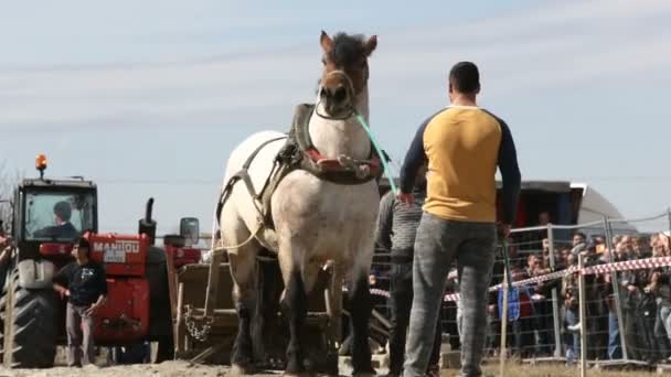 Torneo di tiro pesante cavallo — Video Stock