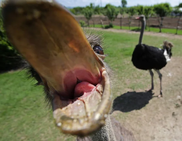 Struisvogels in een farm — Stockfoto