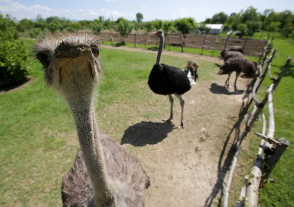 Struisvogels in een farm — Stockfoto