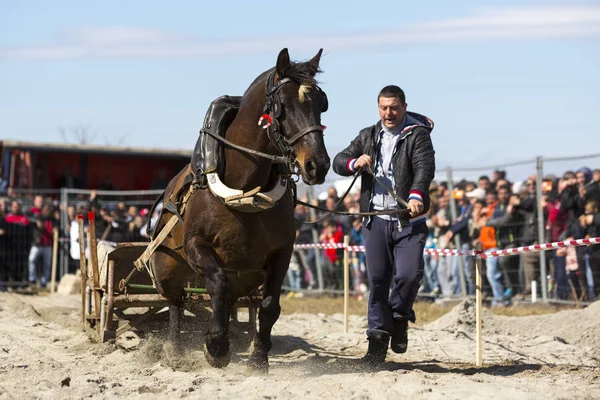 Schweres Zugpferd-Turnier — Stockfoto