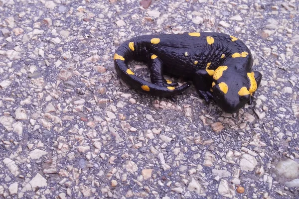 Fuego salamandra sobre un asfalto — Foto de Stock