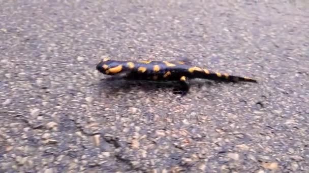 Fire salamander on an asphalt — Stock Video