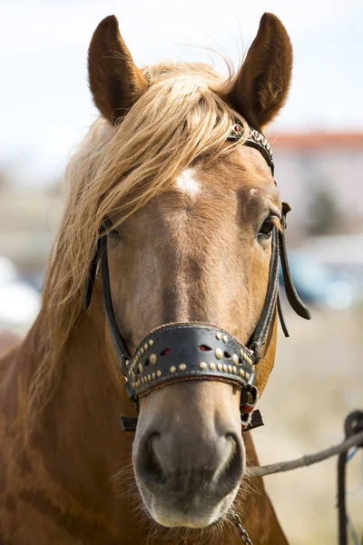 Cabeza de caballo primer plano — Foto de Stock