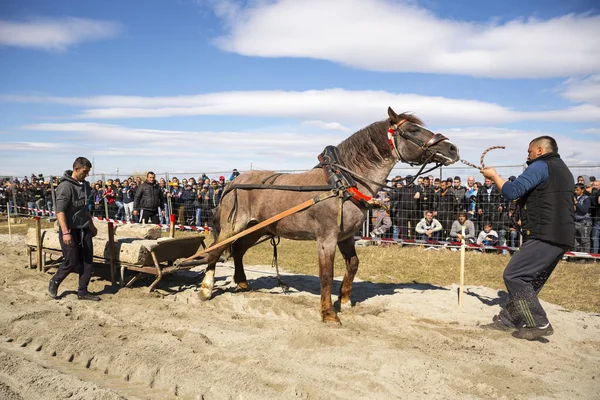 Horse heavy pull tournament — Stock Photo, Image