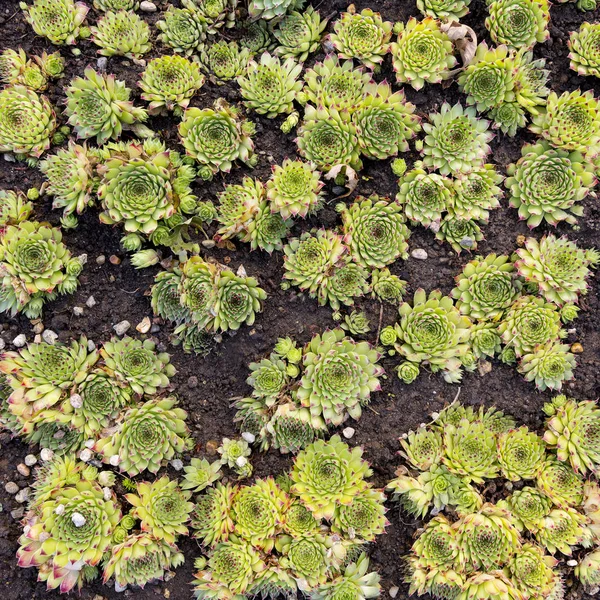 Sempervivum plant herb — 스톡 사진