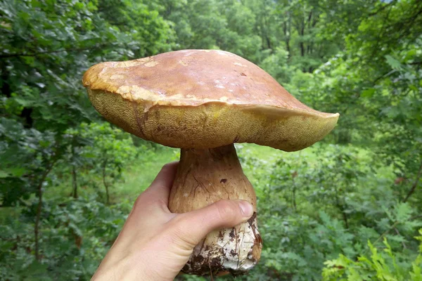 Boletus edulis mushroom human hand — Stock Photo, Image