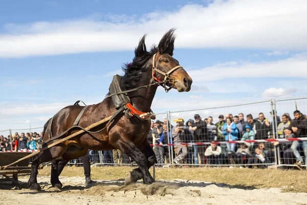 Schweres Zugpferd-Turnier — Stockfoto