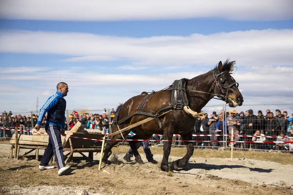 Schweres Zugpferd-Turnier — Stockfoto