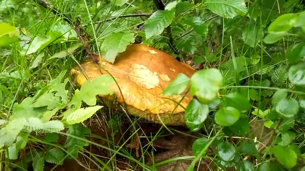 Boletus edulis mushroom — стоковое видео