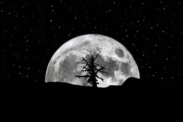 Lua cheia crescente silhueta árvore estrelas — Fotografia de Stock