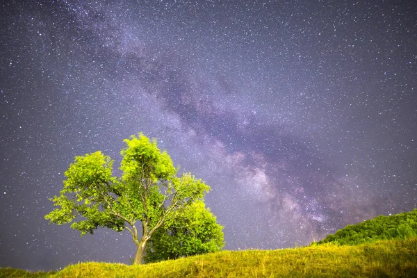 Зеленое дерево Млечный путь ночное небо — стоковое фото