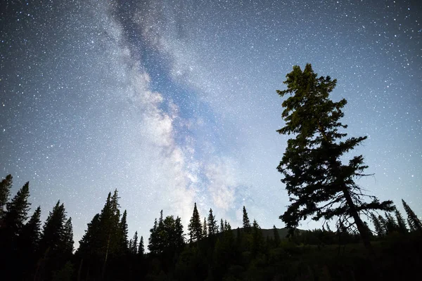 Pijnbomen silhouet Melkweg nachtelijke hemel — Stockfoto