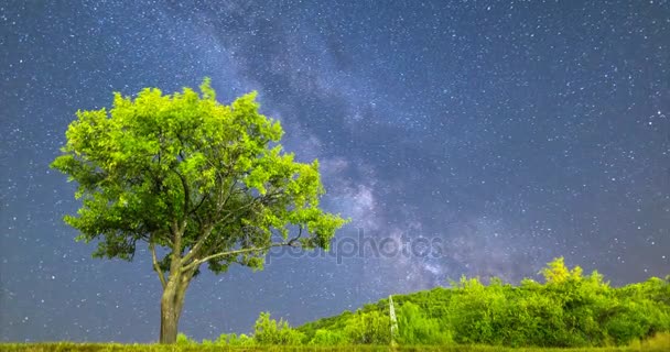 4k Árvore de ameixa Via leitosa céu noturno estrelas caindo — Vídeo de Stock