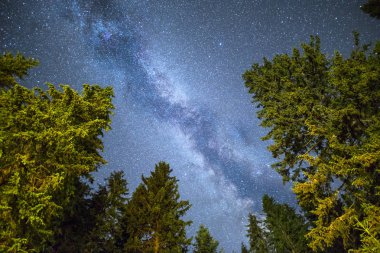 Pine trees silhouette Milky Way night sky clipart