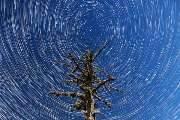 Milky Way. Falling stars. Dead tree timelapse — Stock Photo, Image