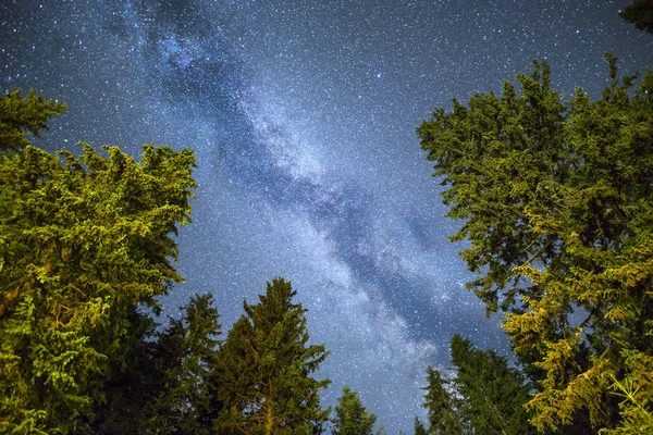 Сосни силует Чумацький шлях нічне небо — стокове фото
