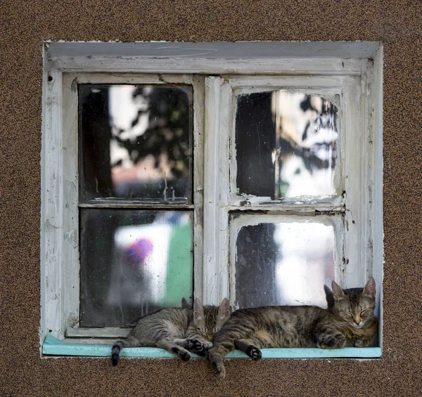 Dois gatos dormindo na janela — Fotografia de Stock