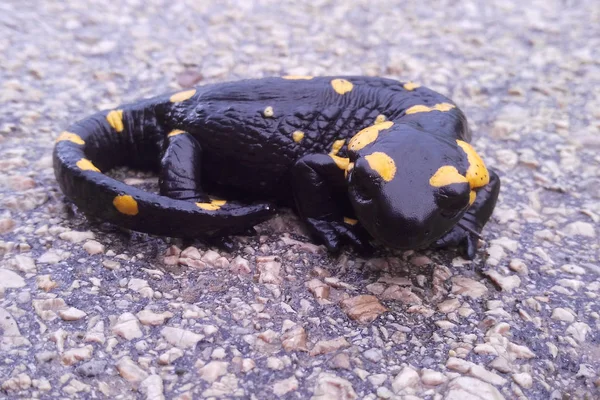 Salamandra de fogo em um asfalto — Fotografia de Stock