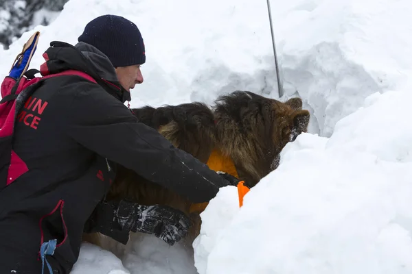 Kızıl Haç kurtarıcı köpek kazma ile — Stok fotoğraf