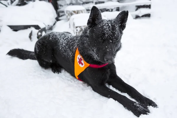 红十字会救援黑犬 — 图库照片