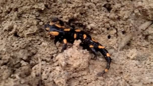 Feuersalamander im Dreck — Stockvideo