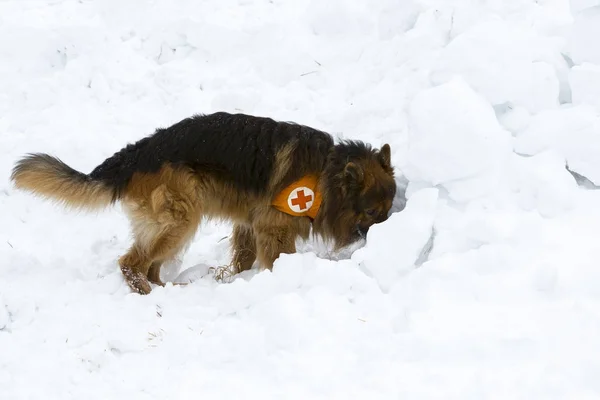 赤十字レスキュー黒犬 — ストック写真