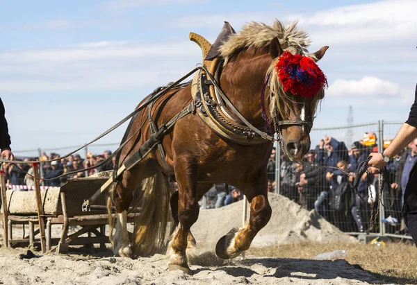 Ló nehéz húzza verseny — Stock Fotó