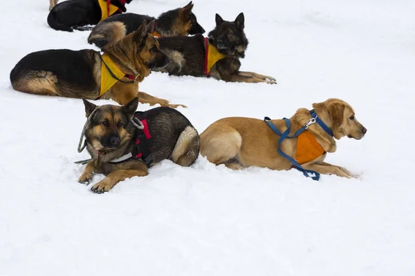 Croce Rossa cani di soccorso — Foto Stock