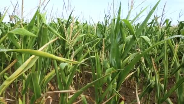 Свіжі Цицьки Стиглої Кукурудзи Зеленому Полі Нахилитися Кукурудзяне Поле Нахилитися — стокове відео