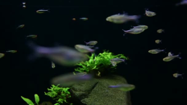 Een Heleboel Vissen Aquarium Vol Met Water — Stockvideo