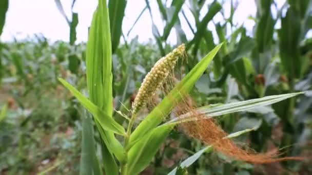 Verse Maïskolf Van Rijpe Maïs Het Groene Veld — Stockvideo