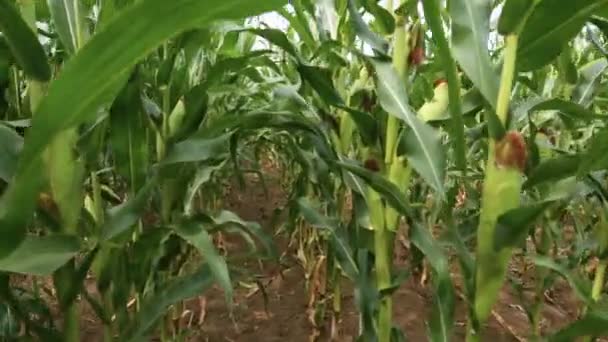 在绿地里的成熟玉米的新鲜棒子 玉米场 — 图库视频影像