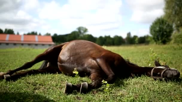 Кінь лежить на лузі — стокове відео